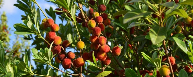 杨梅如何清洗干净