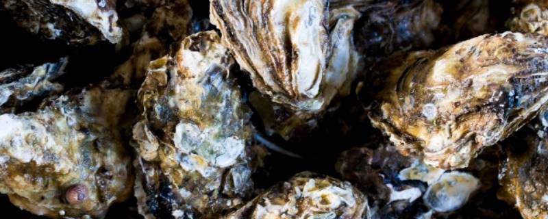生蚝怎么判断是活的
