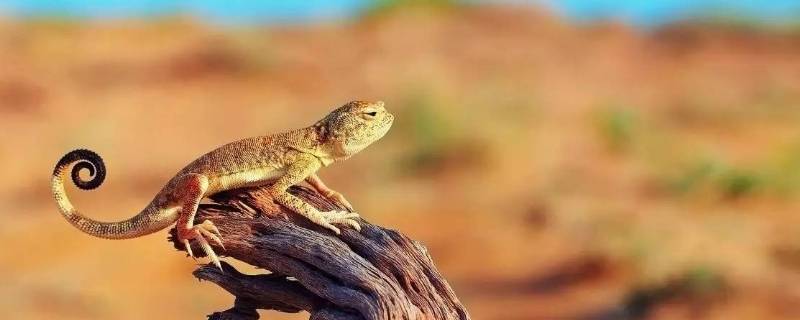 斑点楔齿蜥的特点