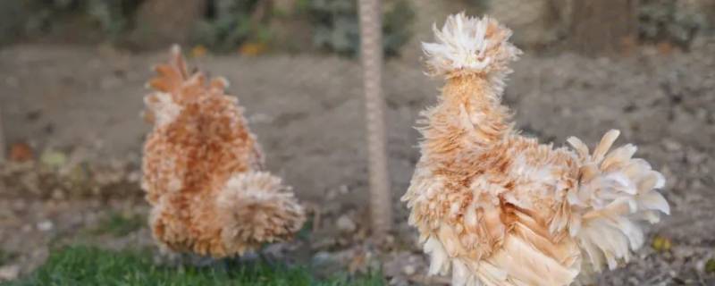 一毛不拔打一生肖