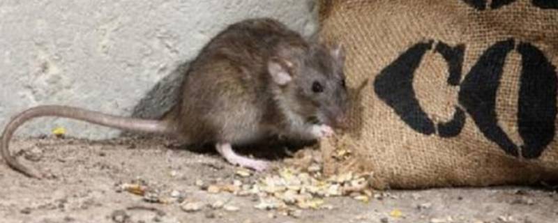 老鼠属于什么科