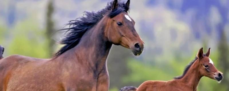 今期特马开本期打一生肖